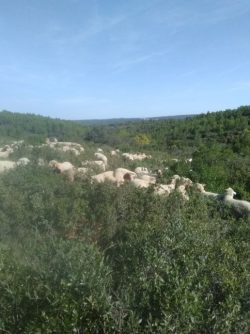 manade Uzes-elevage de taureaux de Camargue-vente directe de viande de taureau et agneau-vente de chevaux Uzes-manade dans le Gard